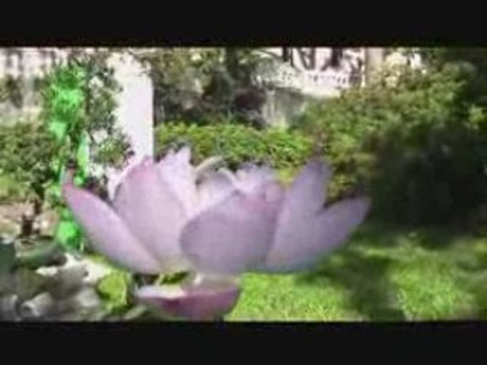 LOTUS