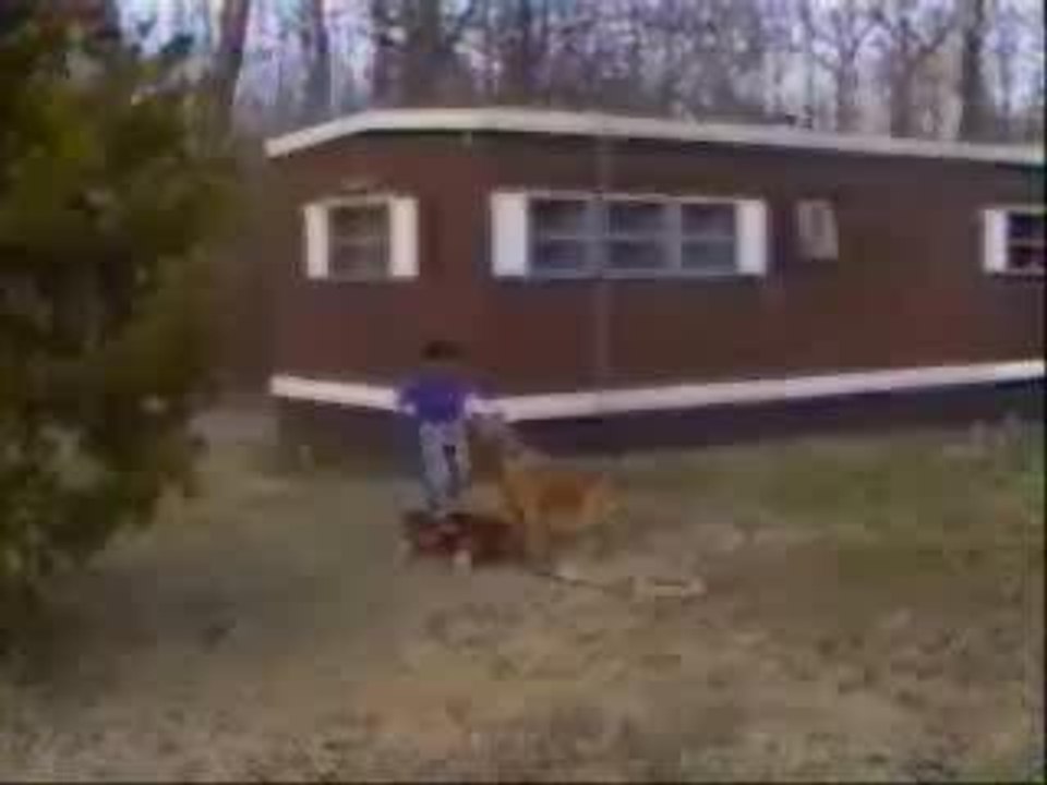 Funny Dogs