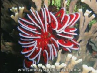 Whitsundays to the max sm