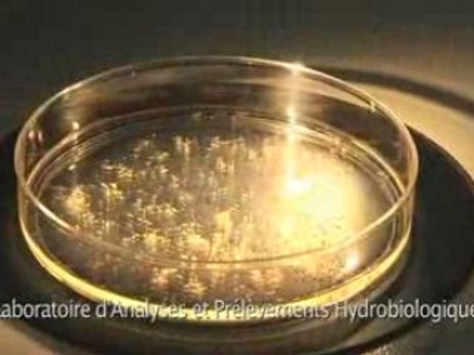 Sentinelles du Golfe de Gascogne