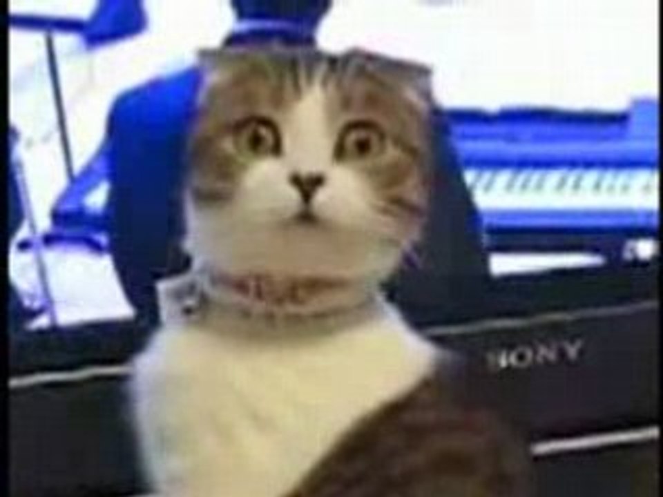 Chat au regard dramatique