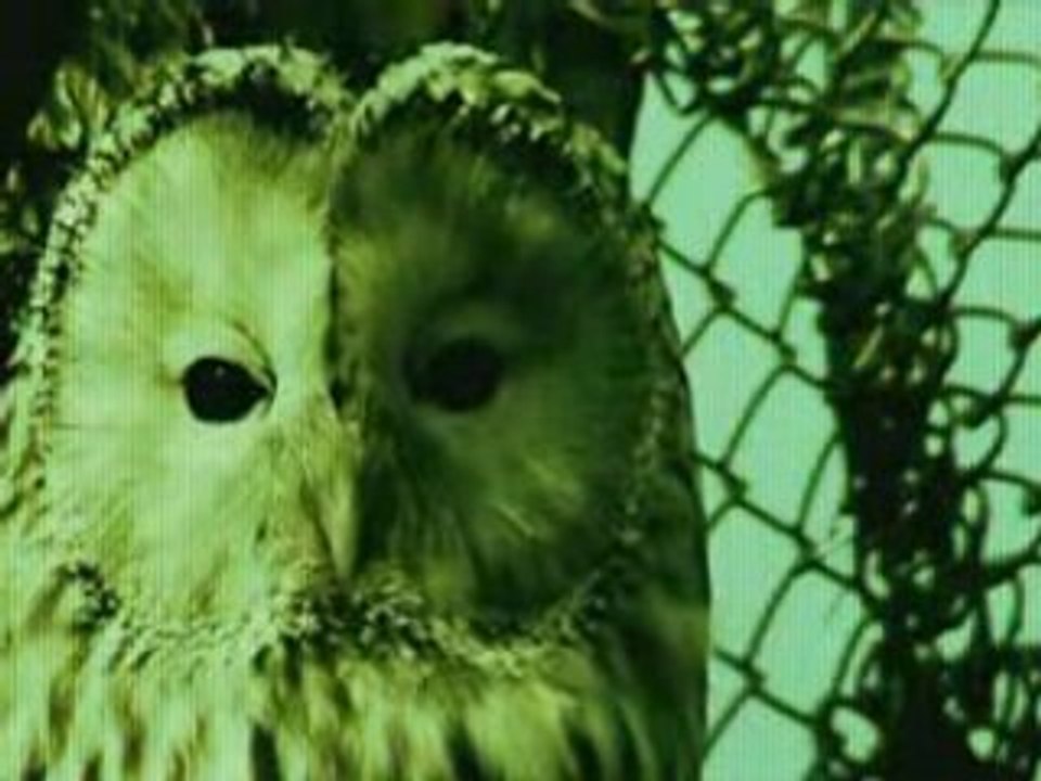 6439_0_254149_Prodigy___Power_Is_People_xvid