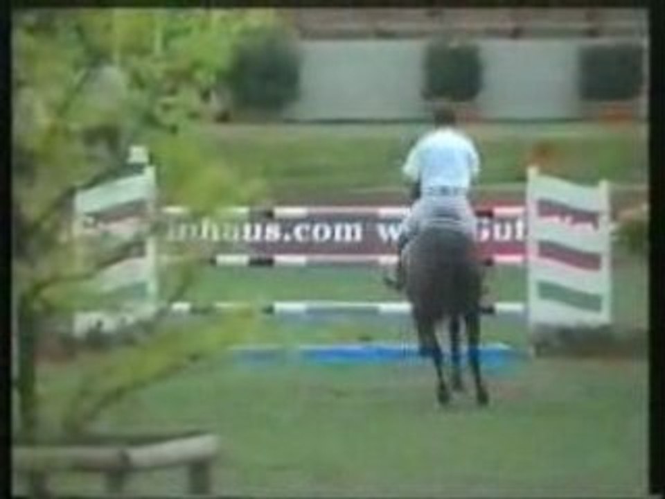 Cheval de grand prix , ideal CSI