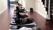 20h30 chez GIFMAF : quand 20 chiens s’ordonnent pour la nuit (et un alpaga passe par là)