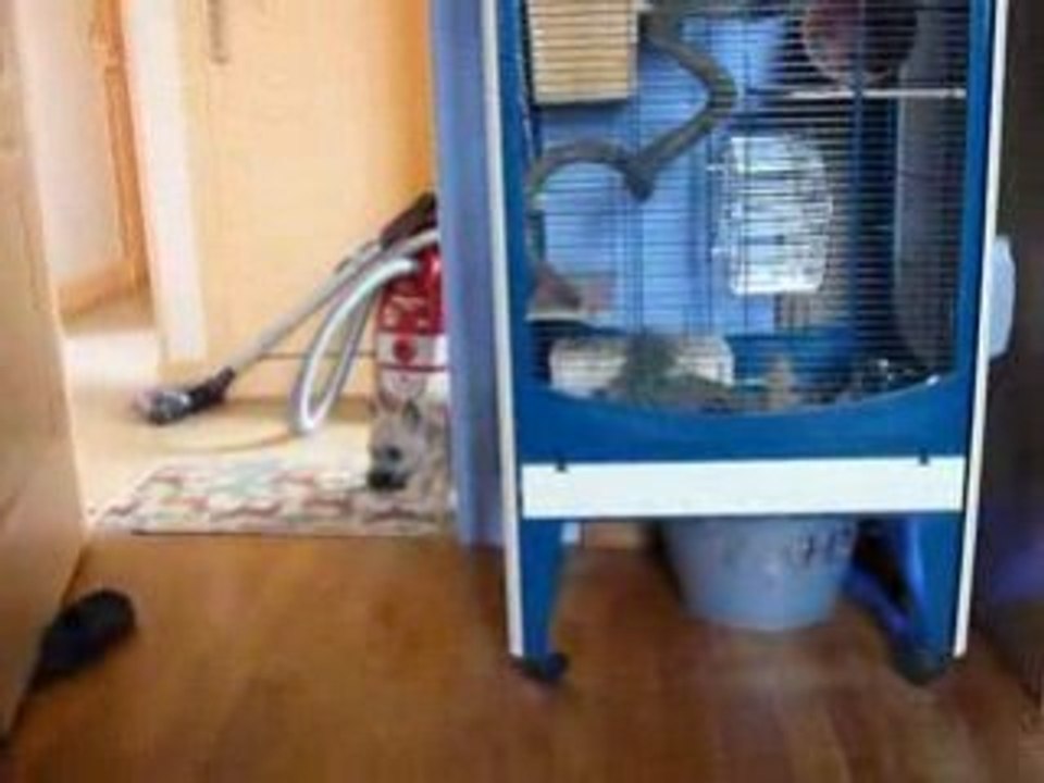 Dolbie et les octodons