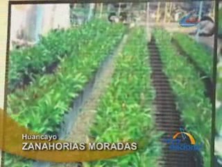ZANAHORIAS MORADAS - HUANCAYO