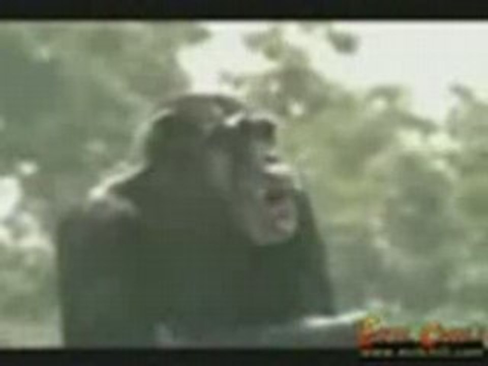 Japanese_monkey_rampage