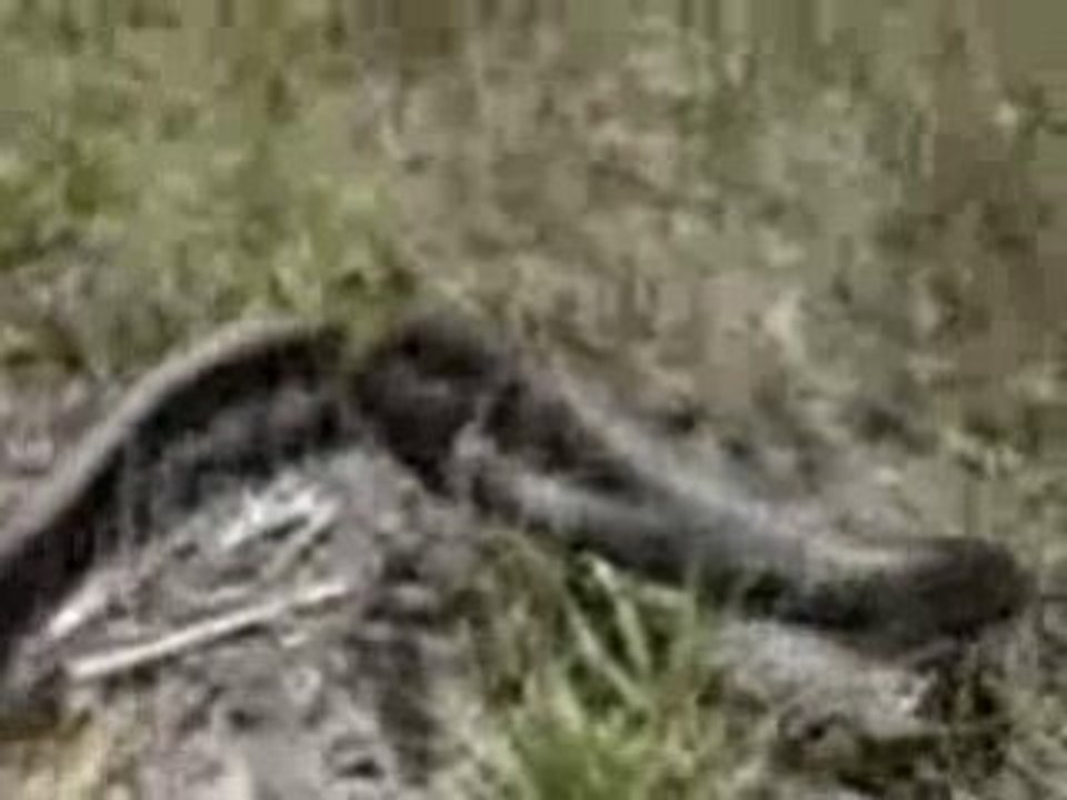 Snake_attack