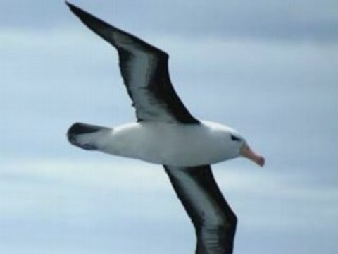 L'albatros charles baudelaire