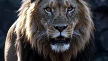 LION ROAR