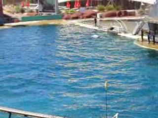 Marina au Marineland 22 juin 2008