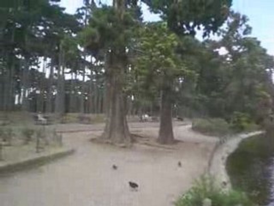 Pierre Aribaut alias Zetrader et les canards du bois de boulogne en eau sale