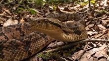 Les animaux les plus dangereux du Monde 🤯 (PART 1)