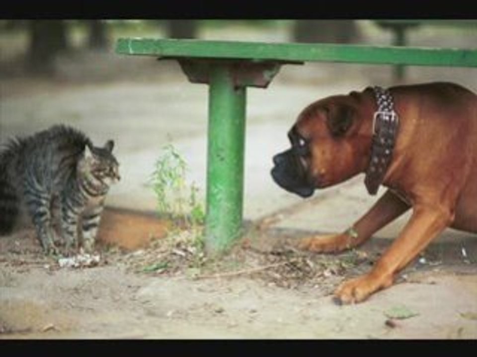 CATS_VS_DOGS