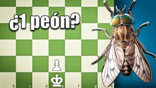 ¿Será posible vencer a Fly usando solo una pieza?