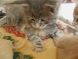 Chatons Maine Coon, 5 semaines