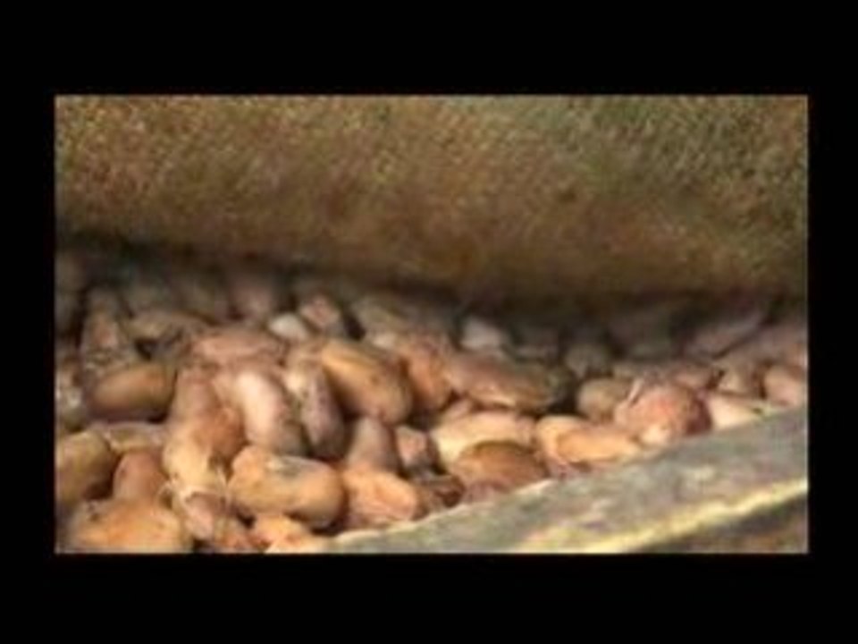Cacaodaily