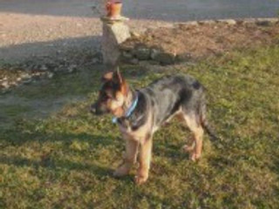 Berger allemand