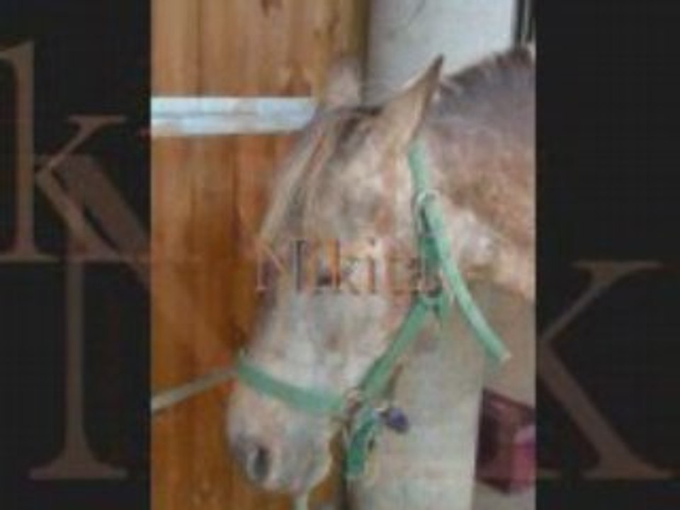 Chevaux