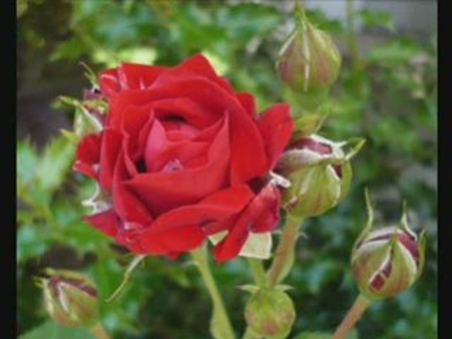 Für mich solls rote Rosen regnen... - video Dailymotion