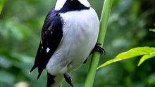 BIGODINHO: ONDE ELE VIVE NO BRASIL E NO MUNDO? 🌎🐦