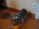 Chatons Maine Coon, 7 semaines (2)