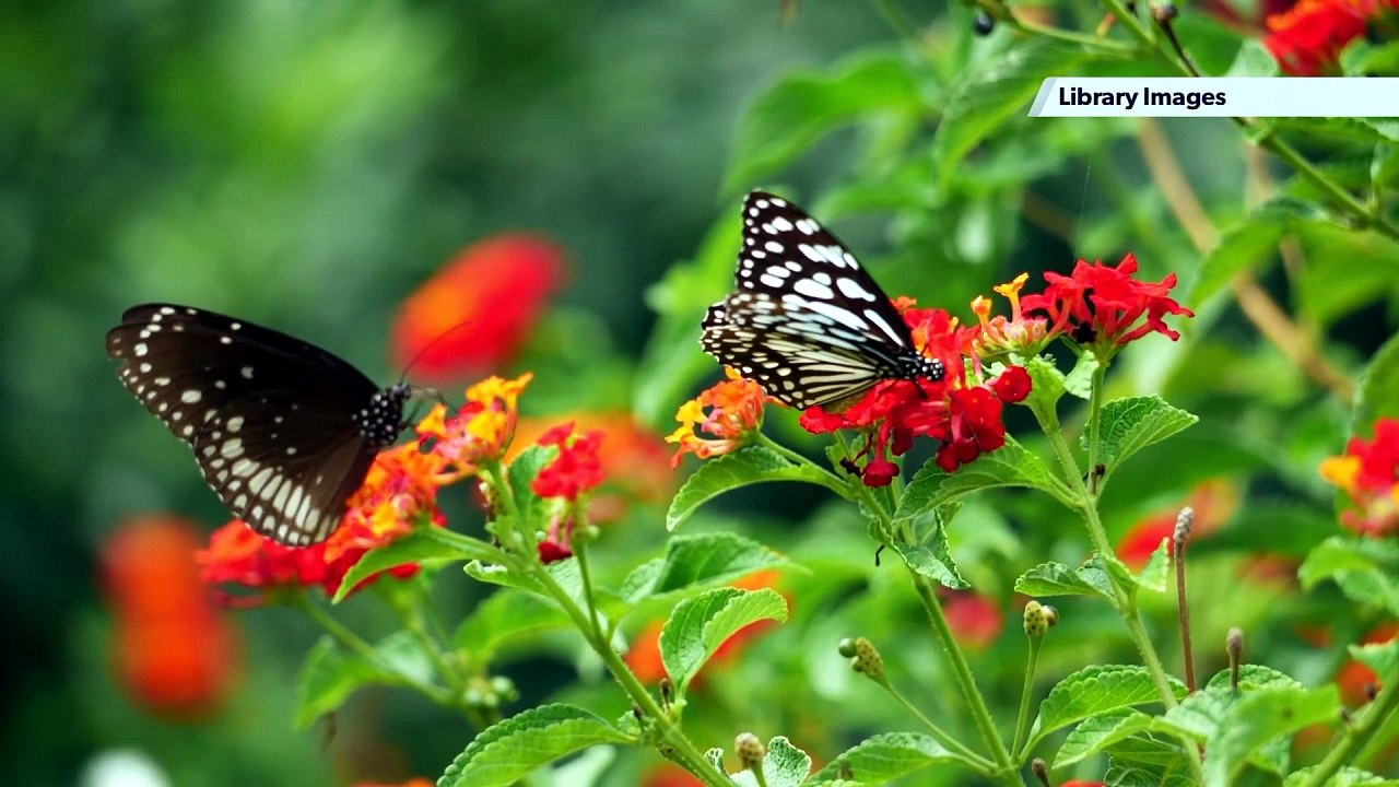 Hot summer gives butterflies a boost — but could lead to population ...