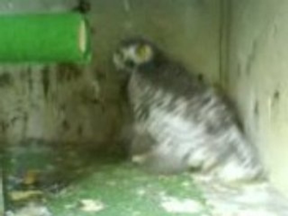 repas d'un bébé harfang