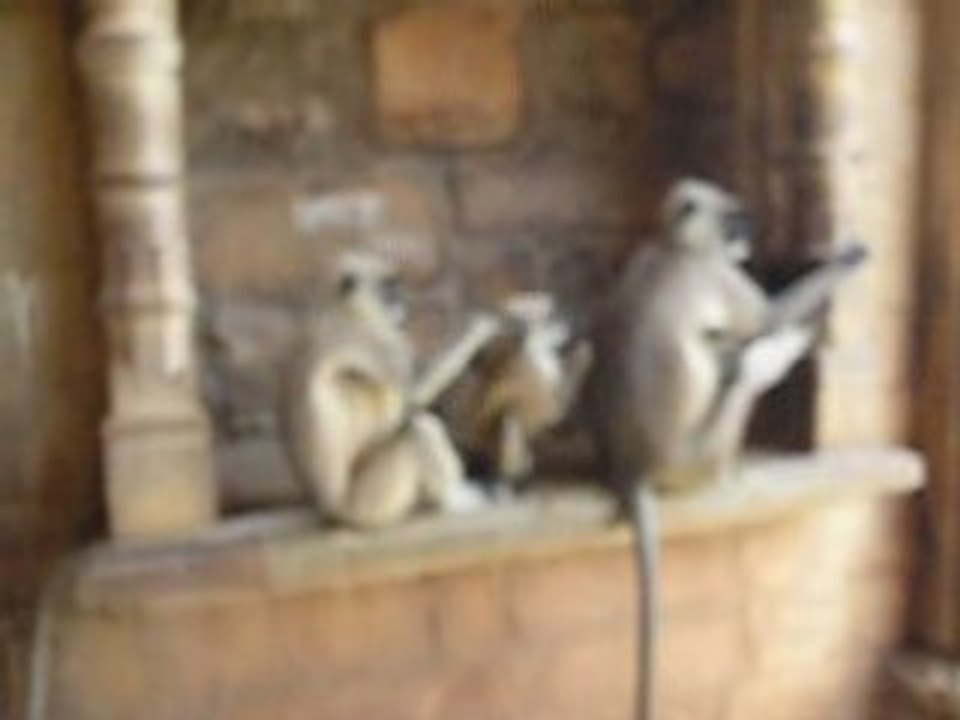 baston de singes