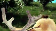 How An Injury Changes A Deer’s Next Antler 😮