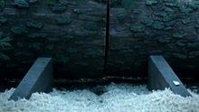 生き返った弟を、兄たちはもう一度殺した【古事記・大国主の二度目の死】#shorts