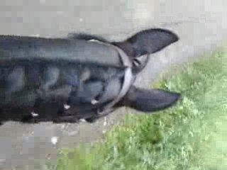 Ballade toto,odessa,marion,moi