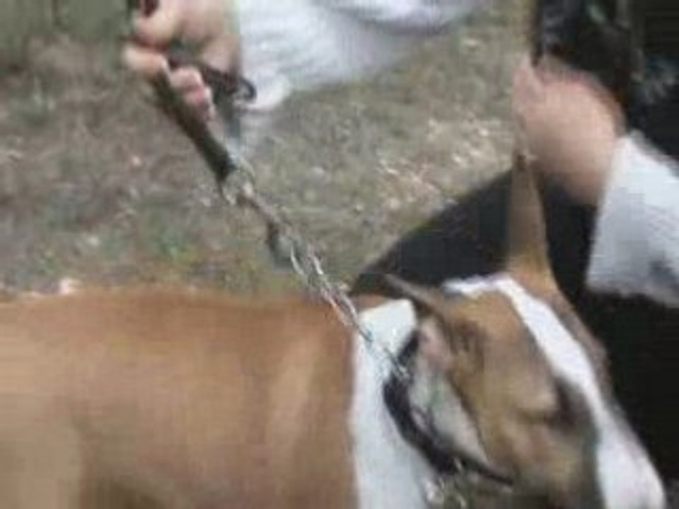 Decibel, le Bull Terrier
