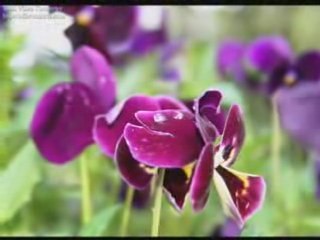 O ra tbili guli gkoni