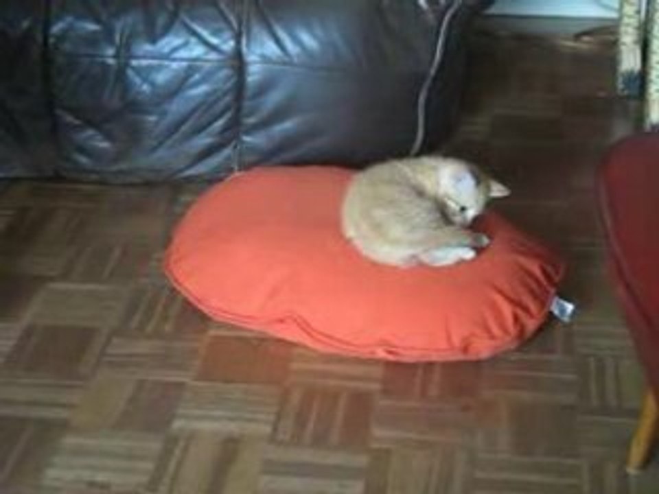 Suki - L'attaque du coussin