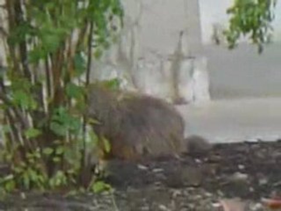 Marmotte toilette