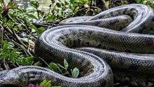 Les animaux les plus dangereux du monde 🤯 (PART 2)