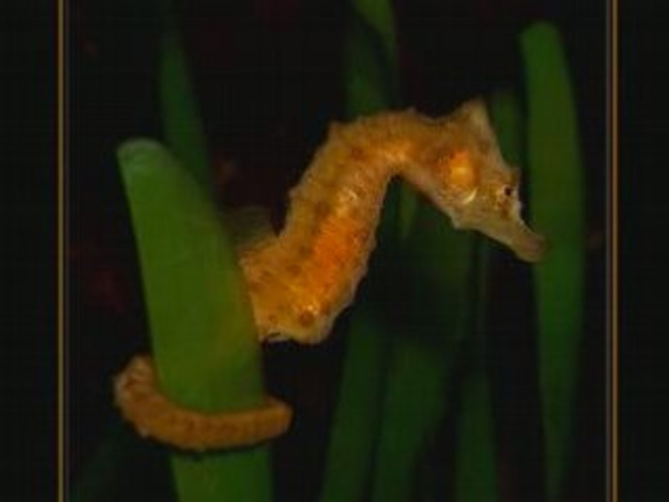 Le petit cheval de mers