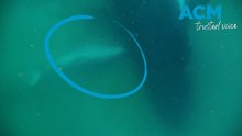 Heartbreaking moment mother whale refuses to leave stillborn calf
