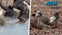 Two in two days: sick birds found along Glenelg beach as avian flu spread continues