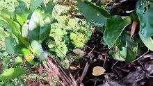 Nobody Told Me Forest Honey Could Look Like This!