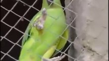 Yellow Male + Green Female Parrot 🦜 | What Color Will the Babies Be?