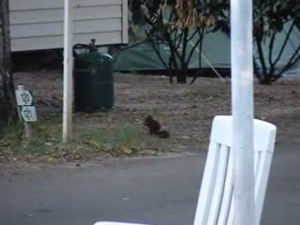 Un ptit écureuil au camping