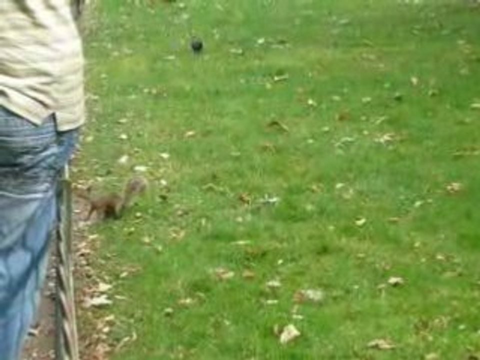 V083- Ecureuils à Saint Jame's Park