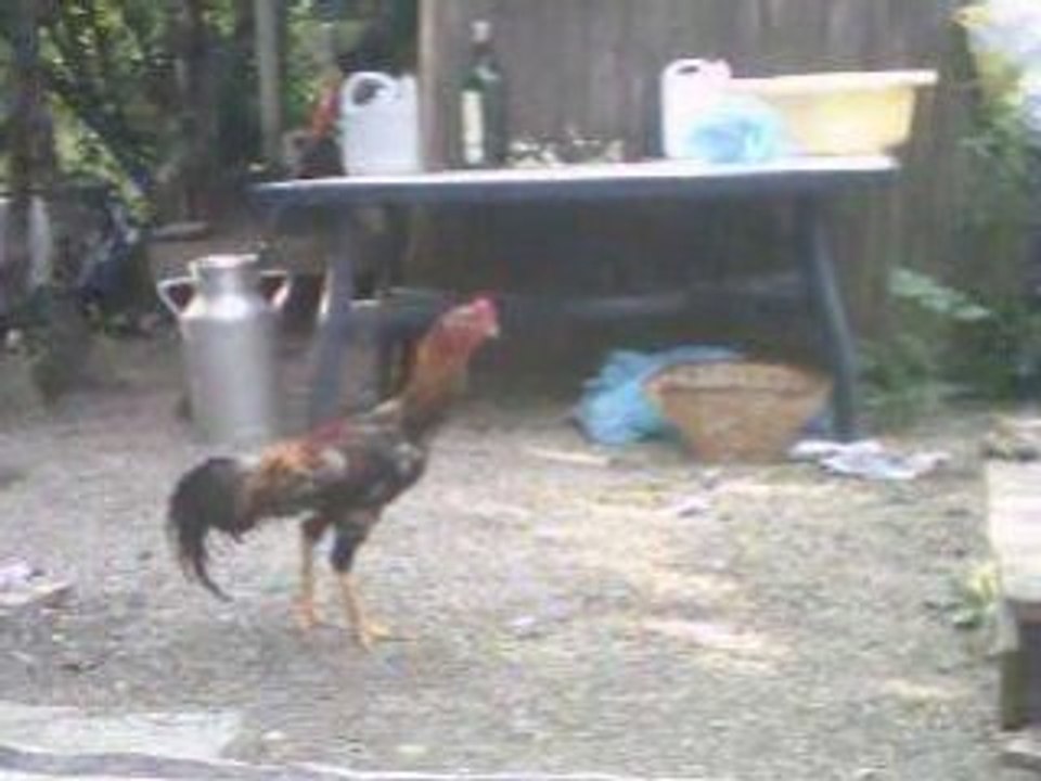 mon coq