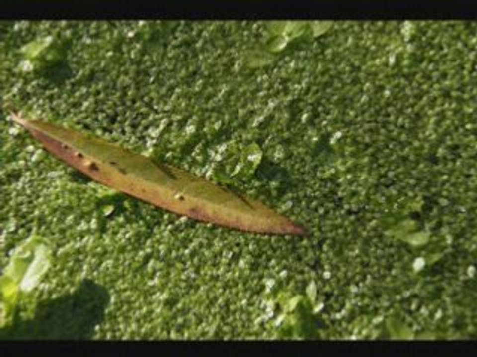 Images curieuses et insolites