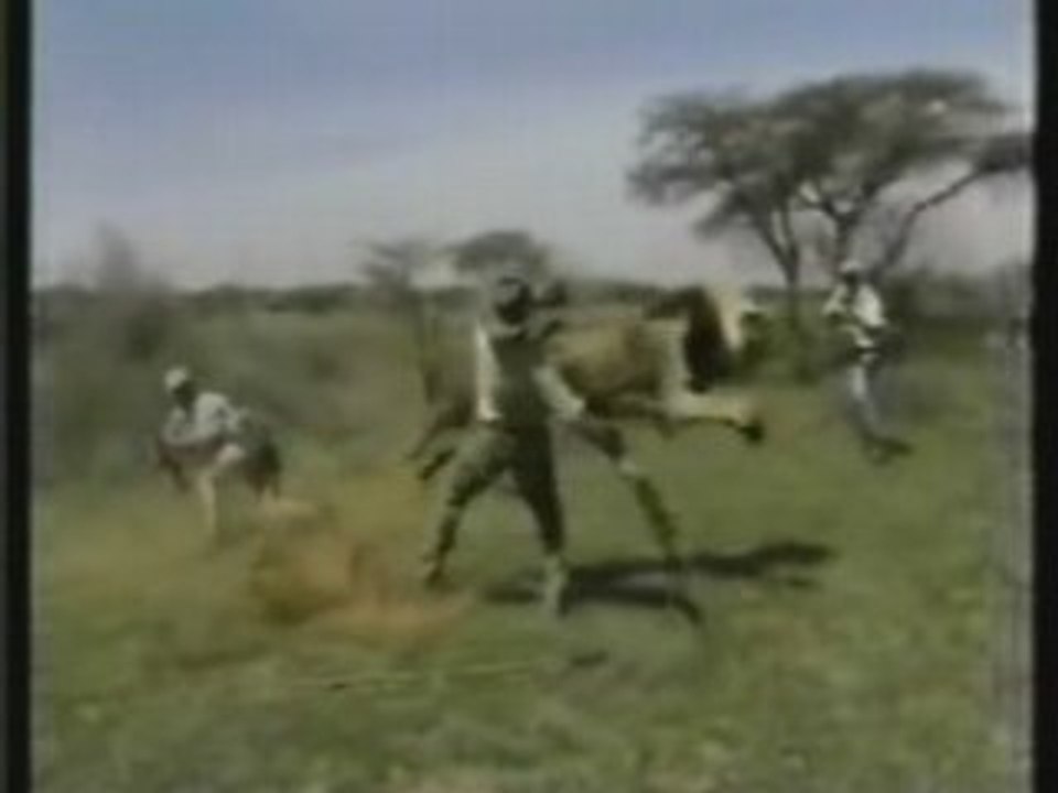 Hunters Get Attacked By Lion