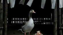 葬式の役を、雁と鷺と翡翠と雀と雉が務めた【古事記・喪屋】#shorts
