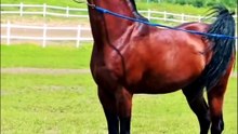 Interesting Horse Facts in Hindi & Urdu 🐎 | Amazing Facts About Horses | How Can They Sleep Standing?