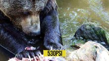 ¡El Águila Harpía: La peor pesadilla de monos y perezosos!